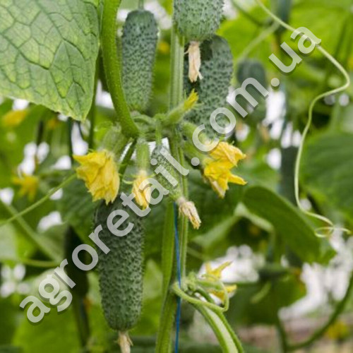 Огурец Пионер F1 10 шт Gl Seeds