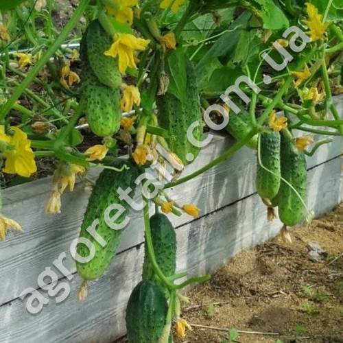 Огурец Прибыльный 1 г Gl Seeds
