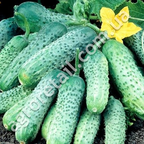 Огурец Пчелка F1 10 шт Gl Seeds