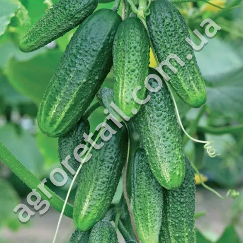 Огурец Ребятки с грядки F1 0.5 г Gl Seeds