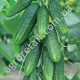 Огурец Ребятки с грядки F1 0.5 г Gl Seeds