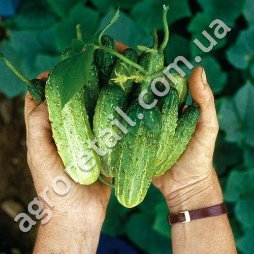 Огурец Родничок F1 5 г Gl Seeds
