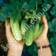 Огурец Родничок F1 5 г Gl Seeds