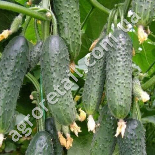 Огурец Родос F1 0.4 г Gl Seeds