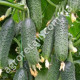 Огурец Родос F1 0.4 г Gl Seeds