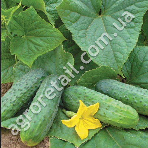 Огурец Руфус F1 0.4 г Gl Seeds