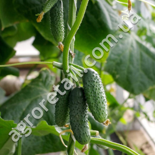 Огурец Самородок F1 0.5 г Gl Seeds