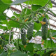 Огурец Секрет фирмы F1 10 шт Gl Seeds