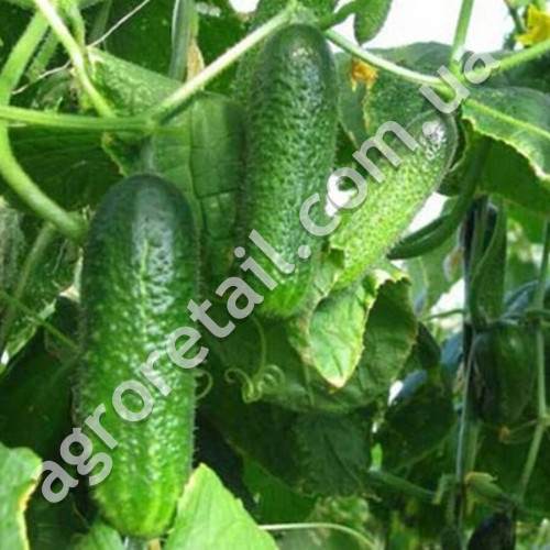 Огурец Смак F1 0.5 г Gl Seeds