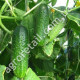 Огурец Смак F1 0.5 г Gl Seeds