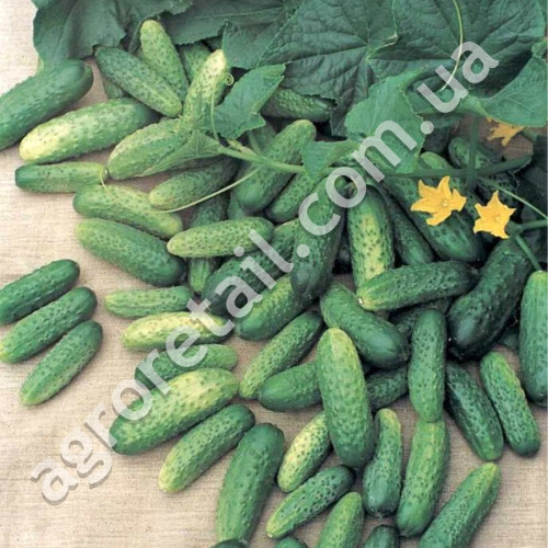Огурец Спарта F1 10 шт Gl Seeds
