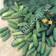 Огурец Спарта F1 10 шт Gl Seeds