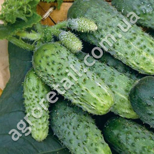 Огурец Тёща F1 10 шт Gl Seeds