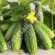 Огурец Титус F1 0.5 г Gl Seeds