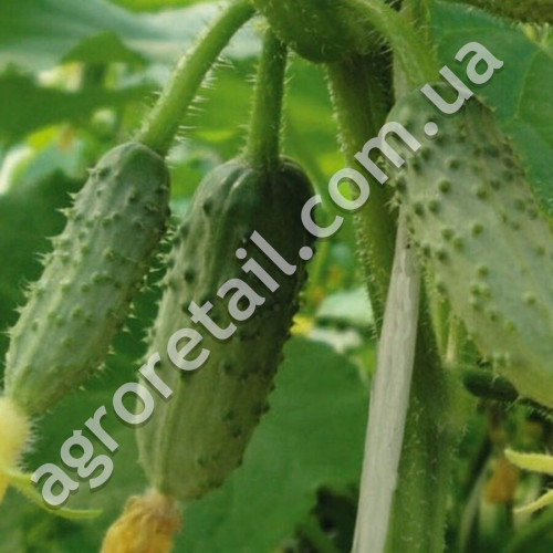 Огурец Три танкиста F1 10 шт Gl Seeds