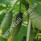 Огурец Три танкиста F1 10 шт Gl Seeds