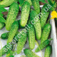 Огурец Трой F1 0.5 г Gl Seeds