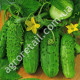 Огурец Феникс-640 1 г Gl Seeds