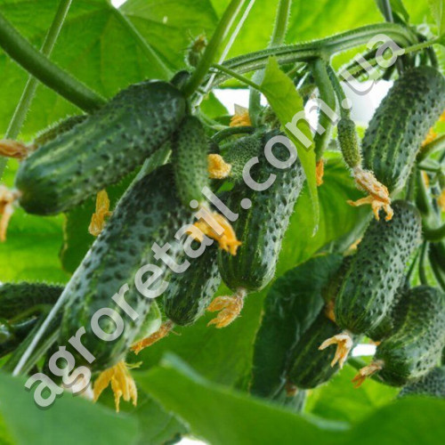 Огурец Хоробрый F1 0.4 г Gl Seeds