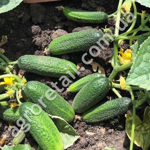 Огірок Хрустик F1 0.5 г Gl Seeds