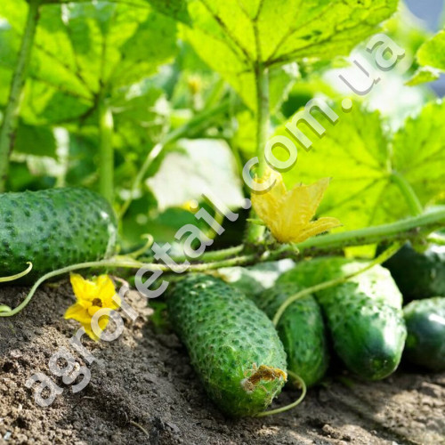 Огурец Щедрый F1 0.5 г Gl Seeds