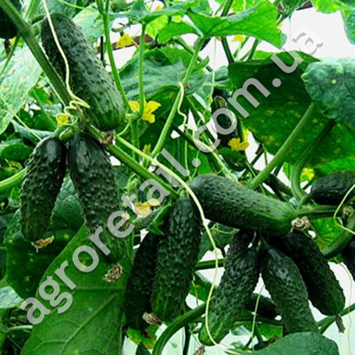 Огурец Эколь F1 10 шт Gl Seeds