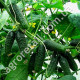 Огурец Эколь F1 10 шт Gl Seeds