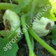Патисон Диск 1 г Gl Seeds