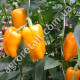 Перец Абрикосовая фаворитка 0.25 г Gl Seeds