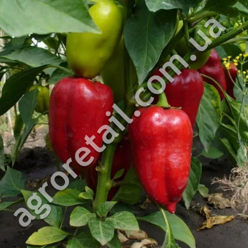 Перец Адмирал F1 0.25 г Gl Seeds