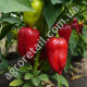 Перец Адмирал F1 0.25 г Gl Seeds
