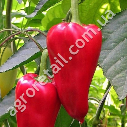Перец Айвенго 0.25 г Gl Seeds