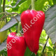 Перец Айвенго 0.25 г Gl Seeds