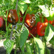 Перец Антей 3 г Gl Seeds