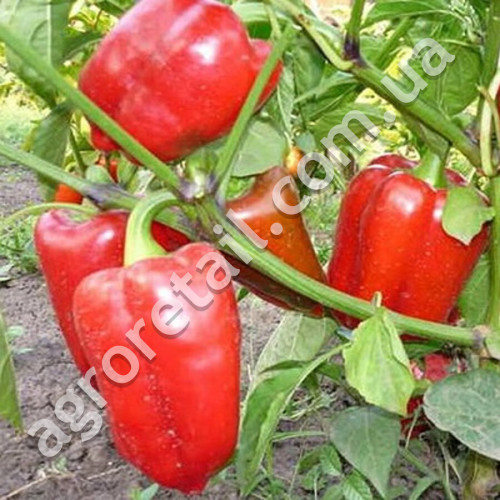 Перец Атлант 0.25 г Gl Seeds