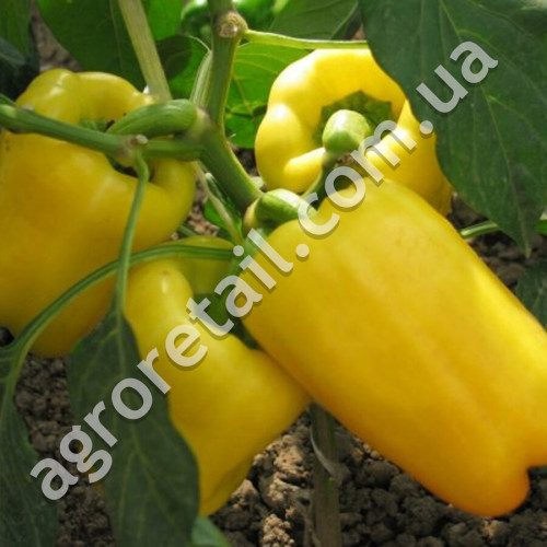 Перец Белое Золото 0.25 г Gl Seeds