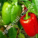 Перец Богатырь 0.25 г Gl Seeds