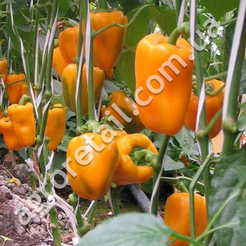Перец Бычок 0.25 г Gl Seeds