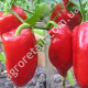 Перец Венгерский сладкий 0.25 г Gl Seeds