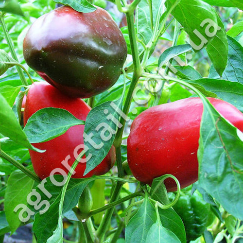 Перец Вероника 0.25 г Gl Seeds