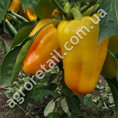 Перец Гладиатор 0.25 г Gl Seeds