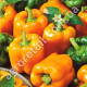 Перец Гурме 0.25 г Gl Seeds