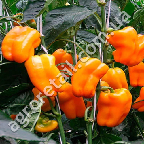 Перец Зорже 0.25 г Gl Seeds
