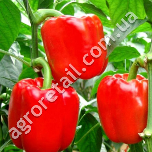 Перец Калифорнийское чудо 3 г Gl Seeds