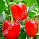 Перец Калифорнийское чудо 3 г Gl Seeds