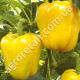 Перец Король севера 0.25 г Gl Seeds