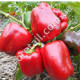 Перец Красный гигант 0.25 г Gl Seeds