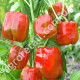 Перец Красный куб F1 0.25 г Gl Seeds