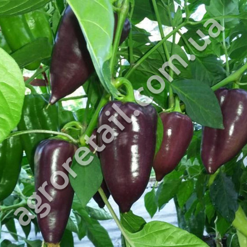 Перец Лайлак Белл 0.25 г Gl Seeds