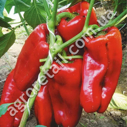 Перец Маркони Ред 0.25 г Gl Seeds
